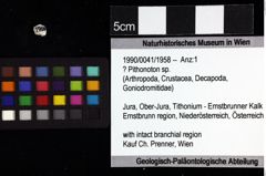 Foto (Objket + Etiketten) von ? Pithonoton sp. 